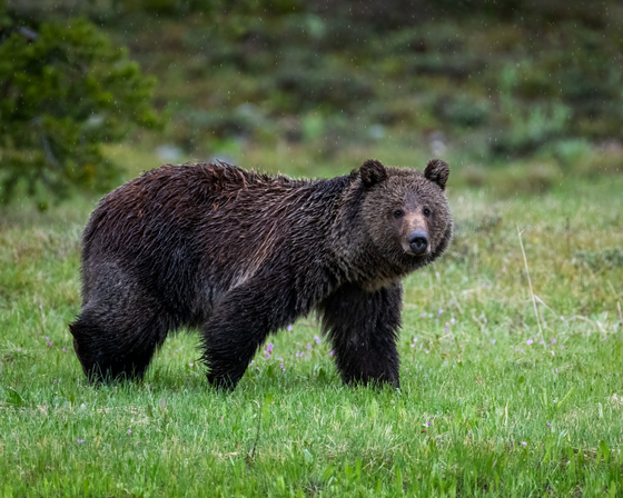 Grand Teton National Park