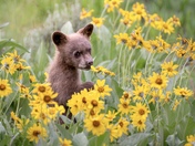 Grand Teton National Park