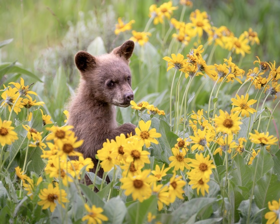 Grand Teton National Park