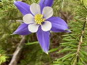 Roosevelt National Forest