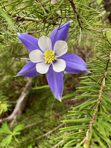 Roosevelt National Forest