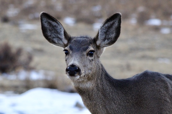 Rocky Mountain National Park