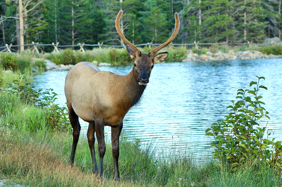 Rocky Mountain National Park 