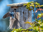 Barn Swallow on the fly