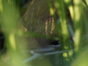 If I can’t see you, you can’t see me.