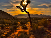 Joshua Tree National Park