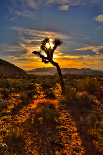 Joshua Tree National Park
