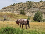 Theodore Roosevelt National Park
