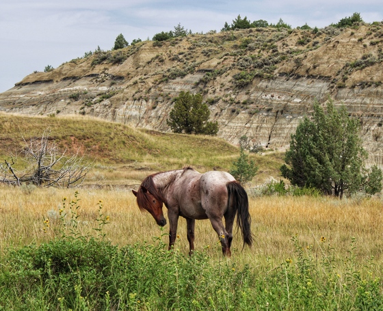 Theodore Roosevelt National Park