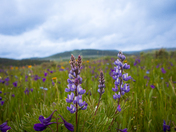 Bighorn National Forest