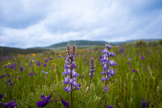 Bighorn National Forest