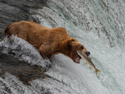 Katmai National Park