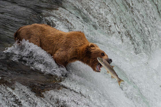 Katmai National Park