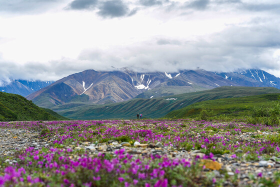 Denali National Park and Preserve