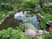 My pond in the yard