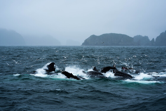 Kenai Fjords National Park