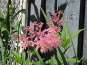 Queen of the Prairies in my yard