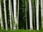 Wasatch National Forest