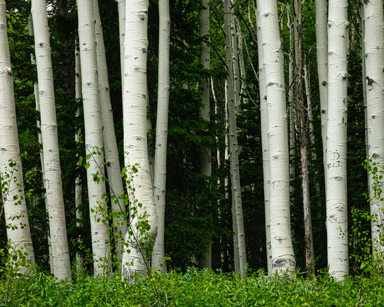 Wasatch National Forest