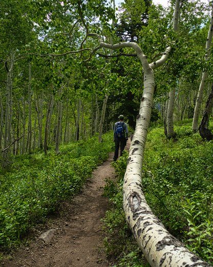 Wasatch National Forest