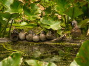 Cuyahoga National Park