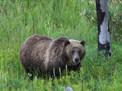 Yellowstone National Park