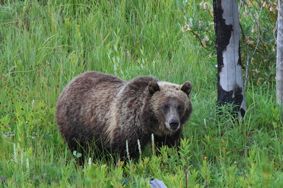 Yellowstone National Park