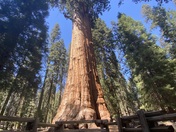 Sequoias national park