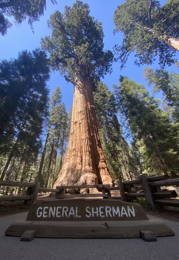 Sequoias national park