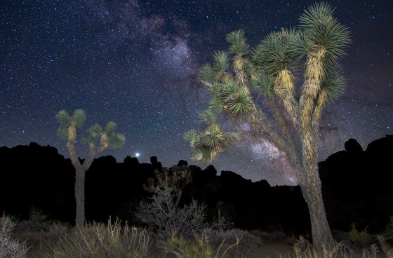Joshua Tree National Park
