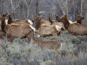 Grand Teton National Park