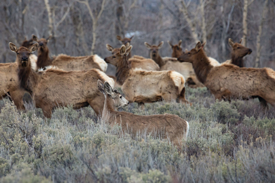 Grand Teton National Park