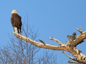 Eagle and squirrel staredown