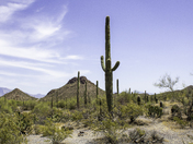 Saguaro National Park