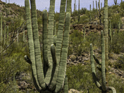 Saguaro National Park