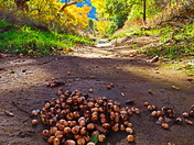 Angeles National Forest 