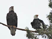 Sierra National Forrest