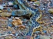 Angeles National Forest