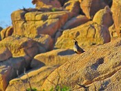 Joshua Tree National Park