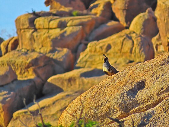 Joshua Tree National Park