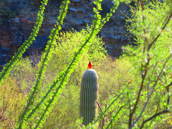 Saguaro National Park