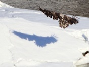 Eagle winter landing