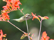 Hummer and crocosmia