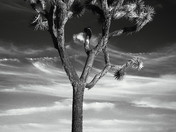 Joshua Tree National Park