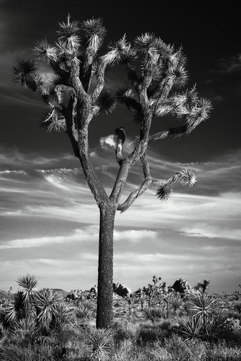 Joshua Tree National Park