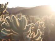 Joshua Tree