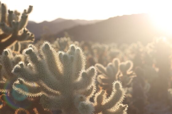 Joshua Tree