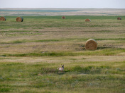 Summer in Southwest Saskatchewan