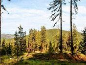 Colville National Forest