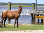 Cumberland Island